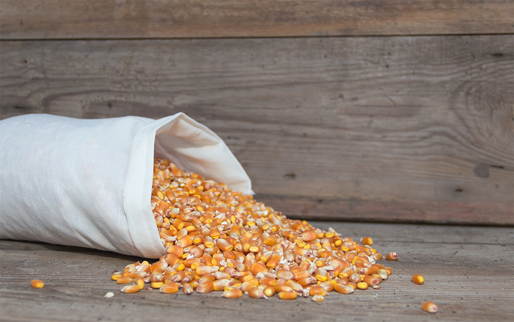 bag-with-whole-corn-feed-animals-(1) bag-with-whole-corn-feed-animals-(1)